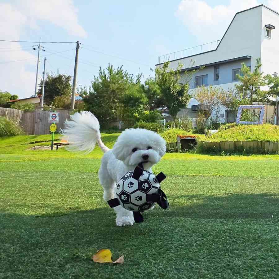 애견펜션 도기더스테이 대표 이미지