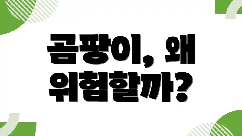 곰팡이, 왜 위험할까?